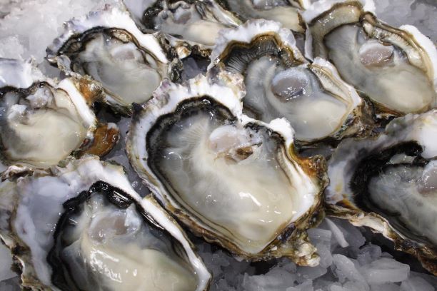 BLUFF OYSTERS